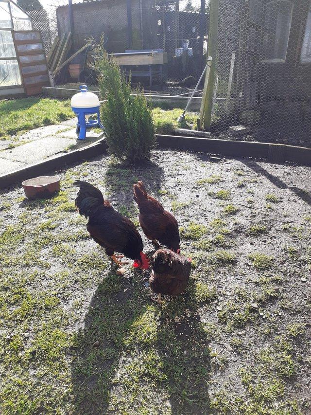 Preview of the first image of Trio of rhode island red bantams.