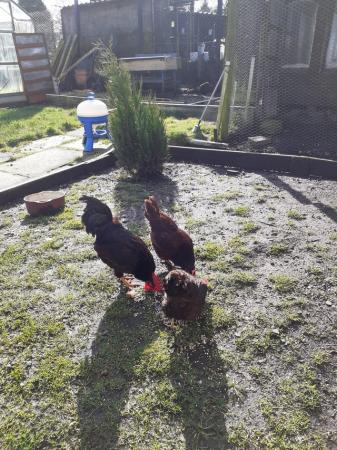 Image 1 of Trio of rhode island red bantams