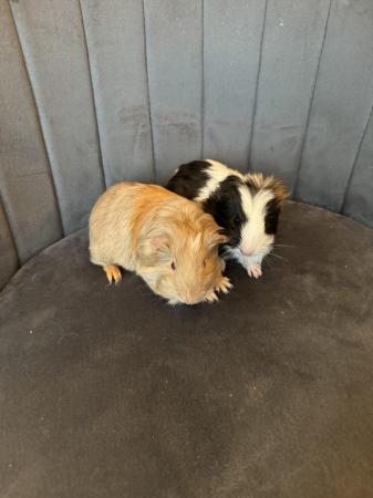 Image 1 of 6 week old male bonded guinea pigs