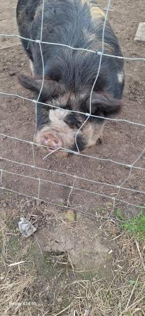 Image 2 of 11 month old Kunekune pigs for sale