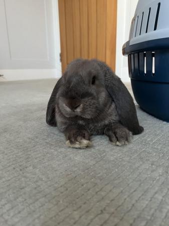Image 5 of French lop choclote otterDoe for sale 16 weeks old
