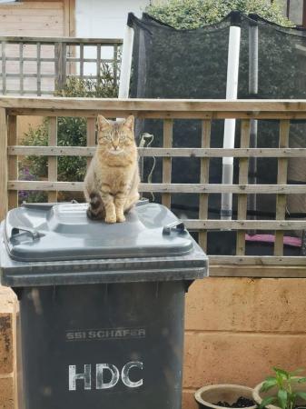 Image 1 of 18mths Female Tabby Cat looking for new forever home.