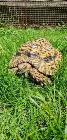 Image 3 of Leopard tortoise believe to be male