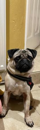 Image 4 of Male pug 4 years old neutered fawn biege