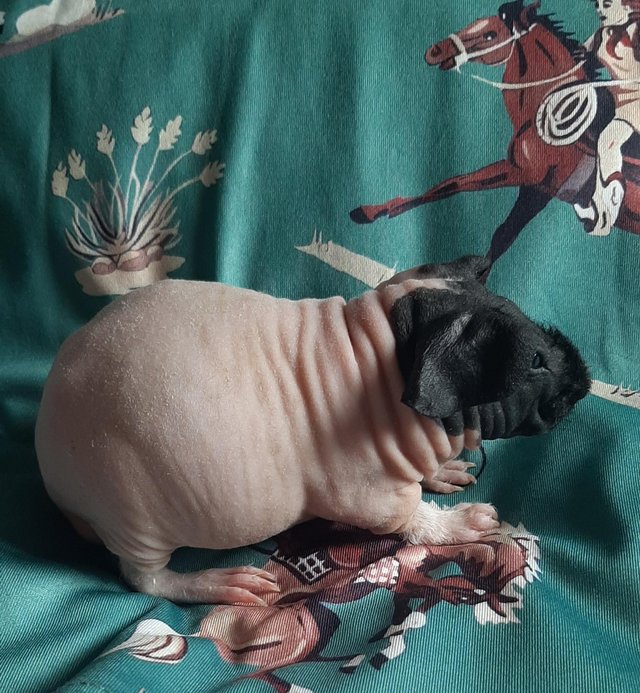 Preview of the first image of Pedigree baby skinny pig.
