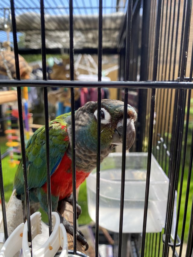 Preview of the first image of Crimson bellied Conure for sale.