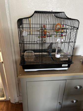 Image 2 of Young blue budgie with cage