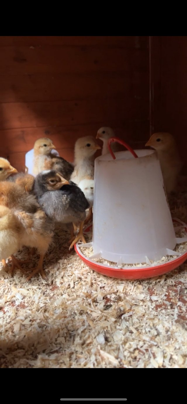 Preview of the first image of mixed breeds of chicks (un-sexed).