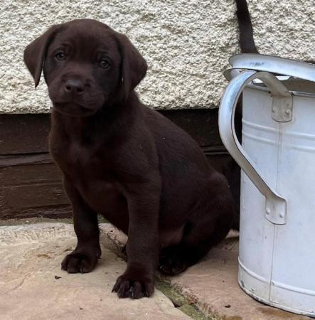 Image 13 of KC Reg Chocolate Labrador Puppies Parents Health Tested