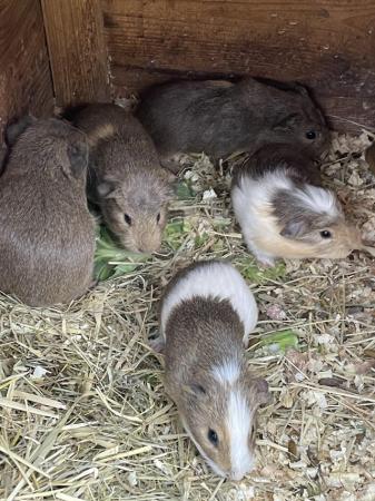 Image 6 of 7 week old guinea pigs 2girls 5 boys