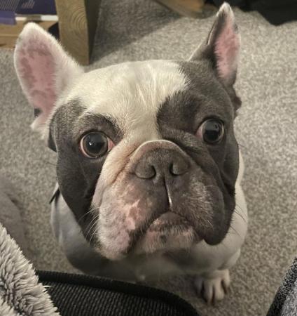 Image 5 of 3 year old male French Bulldog