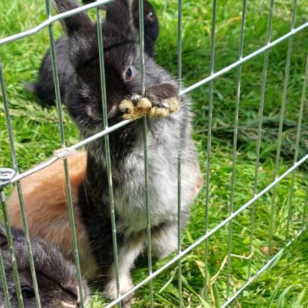 Image 13 of Cute 5 week old and 5 month old ni lops ready to be re-homed