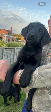 Image 7 of Last two dog pups F1 labradoodle puppy’s available