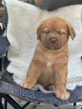 Image 5 of Large mix breed puppies for sale