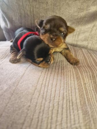 Image 7 of Teacup Yorkshire terrier puppies