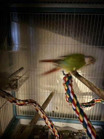 Image 3 of Male and female conure both 10 years please