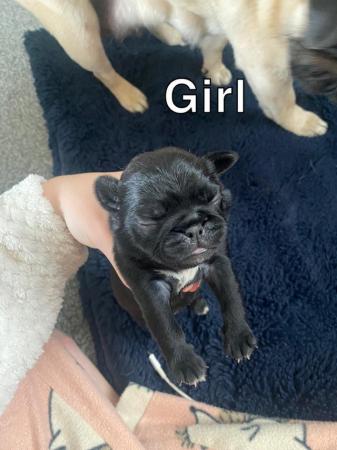 Image 2 of PUG PUPPIES FOR SALE ??