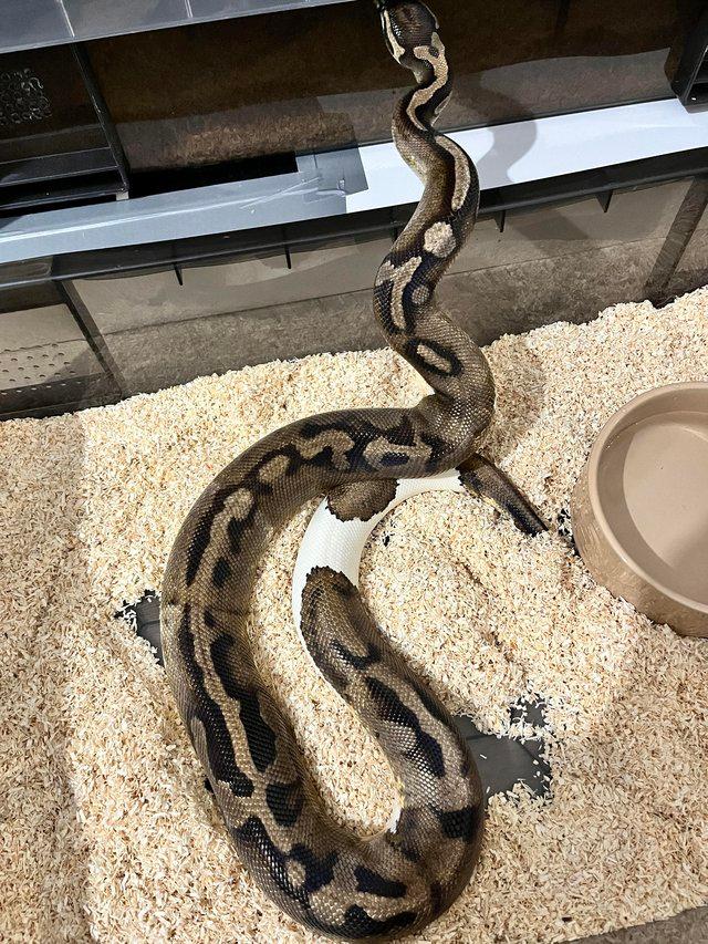 Preview of the first image of Male breeder pied ball python.