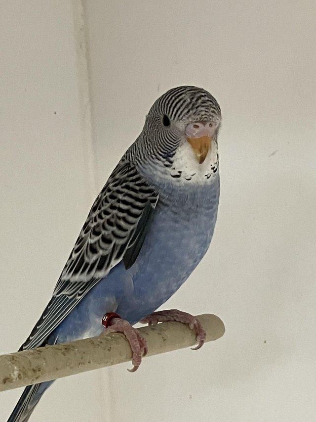 Preview of the first image of Gorgeous Baby Budgies ready now.