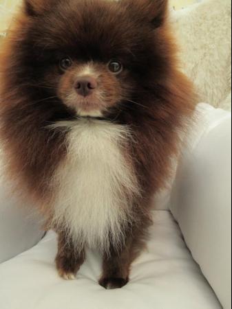 Image 11 of Pomeranian Lilac Chocolate Male looking for Forever Home