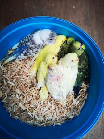 Image 7 of Baby hand tamed budgies for sale
