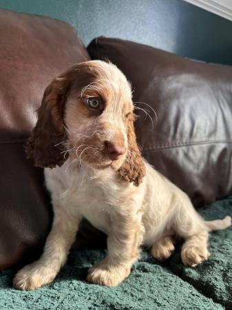 Image 7 of beautiful cocker spanielready now 1 boy left ready now