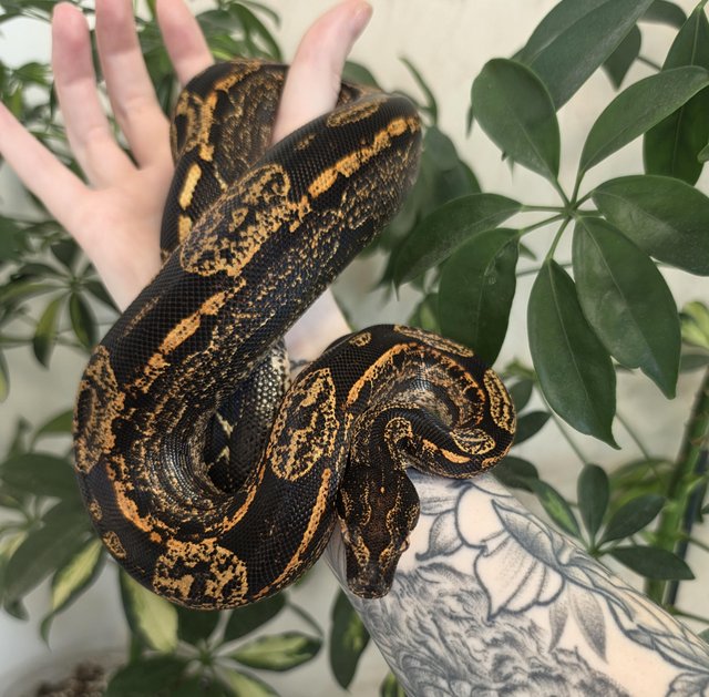 IMG Paradigm Arabesque Male Boa — photo 4 of 4