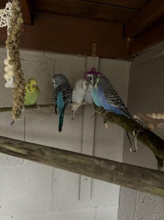 Image 2 of Looking to rehome birds and quails for my aviary