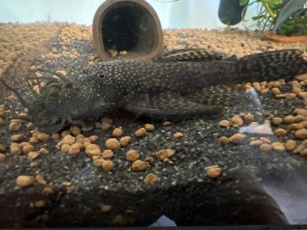 Image 4 of Pleco Bristlenose for sale males, females, young