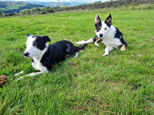 Image 2 of REDUCED READY NOW Stunning Collie pups looking for new homes