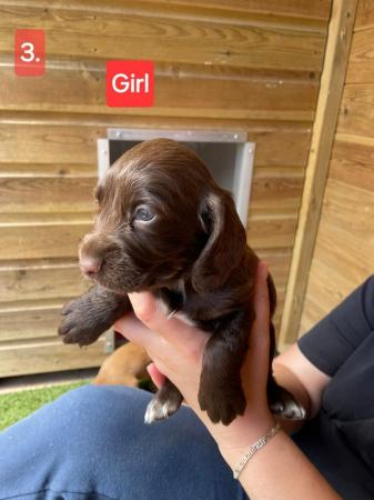 Image 4 of Gorgeous worker Sprocker pups