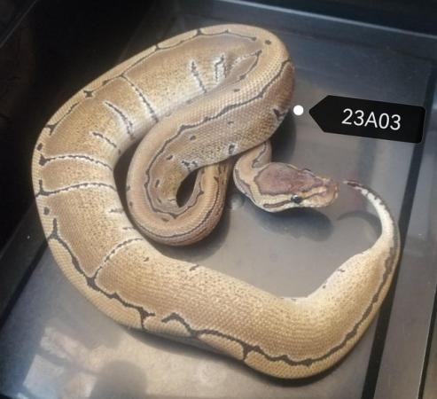 Image 7 of Royal Pythons to clear various genes