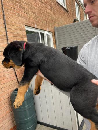 Image 4 of Rottweiler full kc registered both parents chunky pups