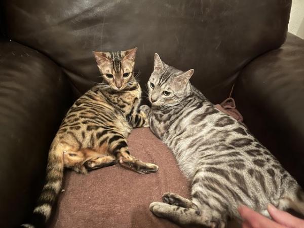 Image 6 of Adult bengal cats for sale