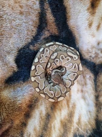 Image 2 of Beautiful pastel Royal python femae