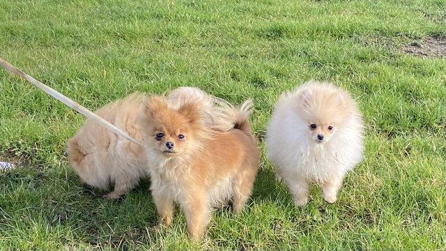 Image 1 of Pomaranians Russian breed for sale ready to go now 2 males