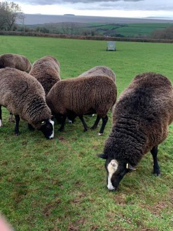 Image 1 of Small flock of Zwartble Ewes