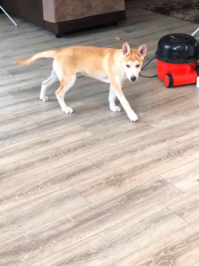 14 week old boy husky/german shepherd for sale — photo 2 of 4