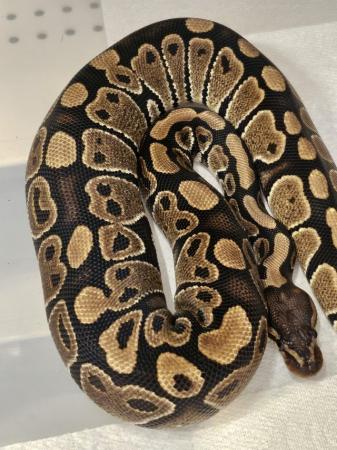 Image 3 of Ball python/Royal python het pied female