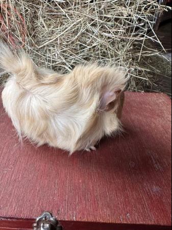 Image 5 of Funky haired male guinea pig.