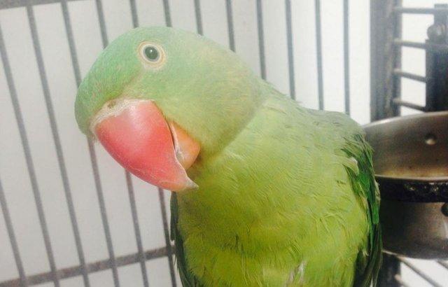 Image 5 of X Young Alexandrine, Derbyan, Patagonion Parrots X