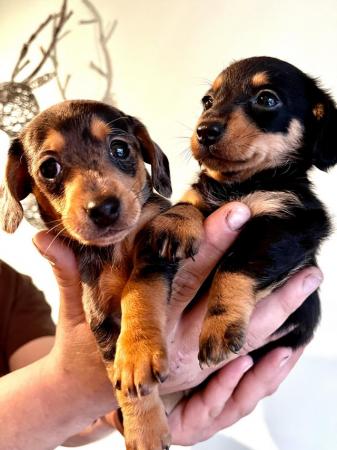 Image 2 of Beautiful litter of Mini Dachshund puppies