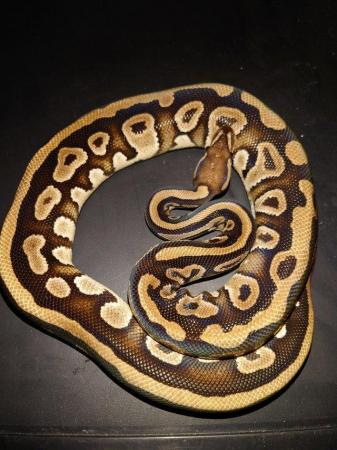 Image 3 of ball pythons for sale, need gone open to offers