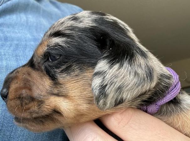 Image 14 of Ready Today! Reduced! KC registered dachshund puppies