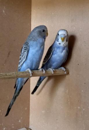 Image 4 of This year's young Budgies.