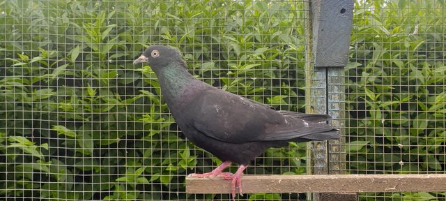 Image 1 of Black Iranian tumbler pigeons