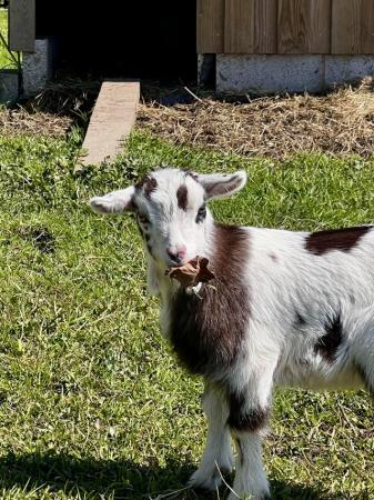 Image 6 of Registered Female Dwarf Dairy Goat Kid like Nigerian Dwarf