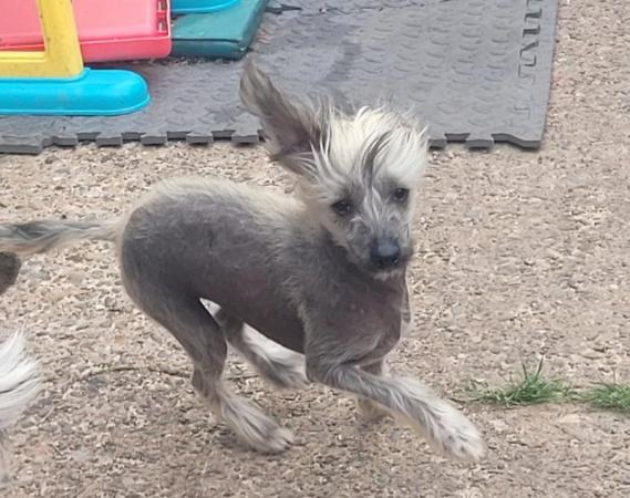 Image 10 of Male 6 Month Chinese Crested