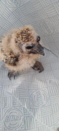 Image 3 of Asian brown wood owl chick