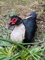 Poultry and Game, Rehome Buy and Sell in Buckfastleigh